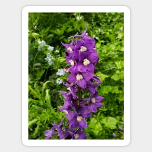 Bright purple delphinium Sticker